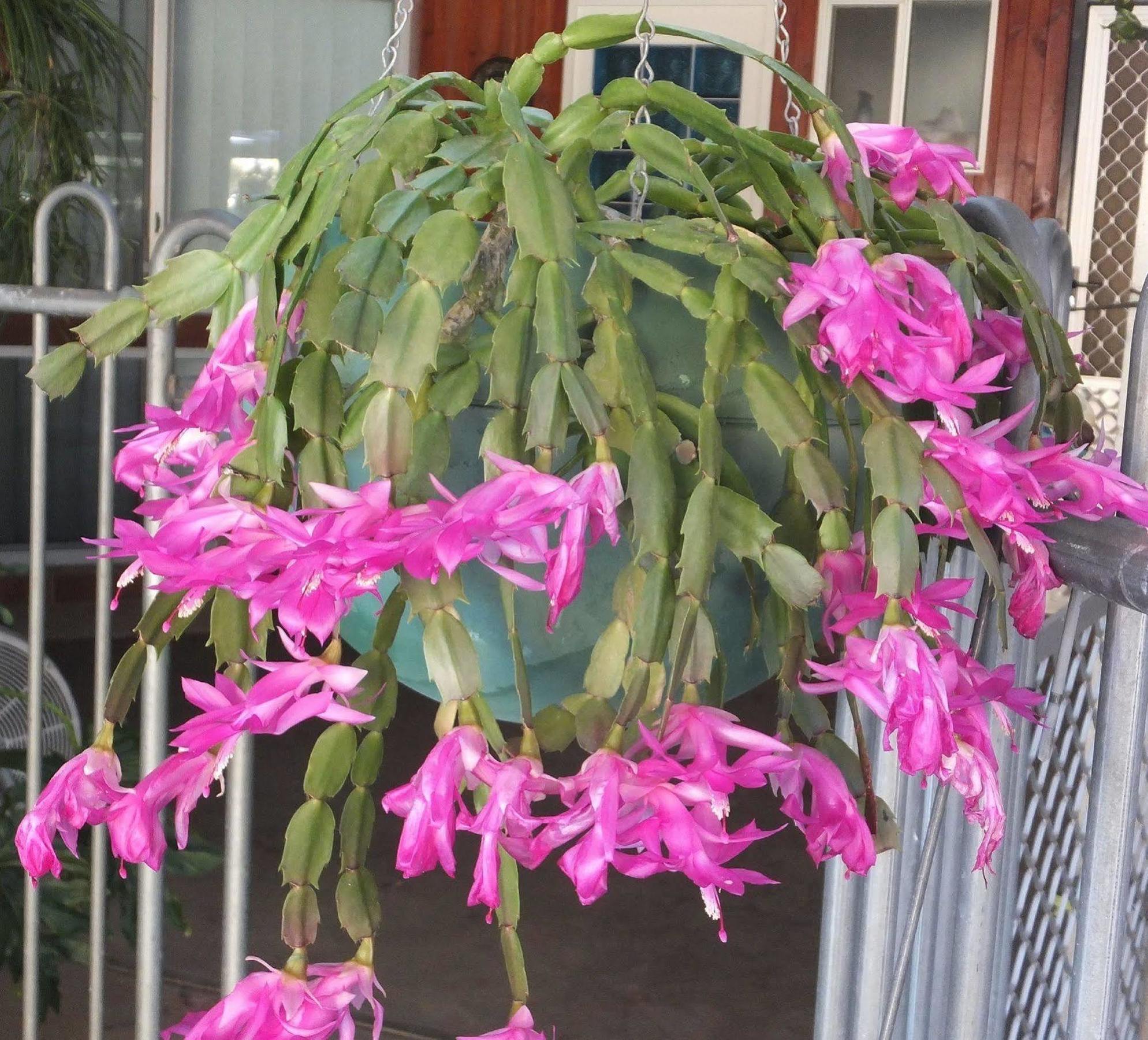 Kathys Place Bed And Breakfast Alice Springs Esterno foto